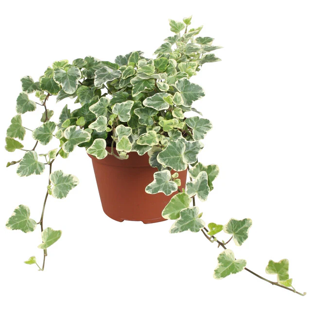 Hedera helix 'White Wonder' .