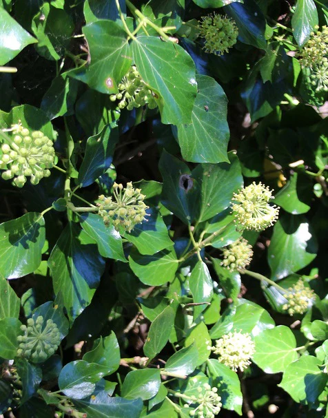 Hedera hibernica (Irish Ivy)