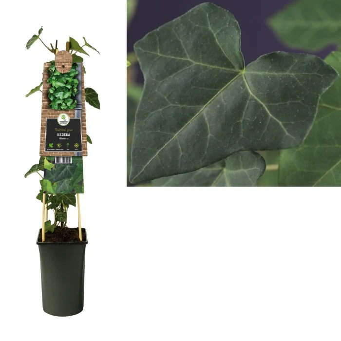 Hedera hibernica (Irish Ivy) - Image 2