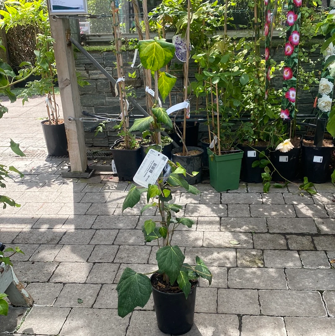Hedera Paddys Pride - Image 2