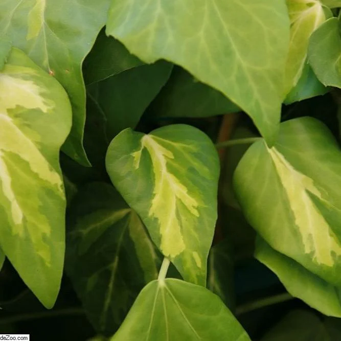 Hedera Sulphur Heart (Paddys Pride) - Image 3