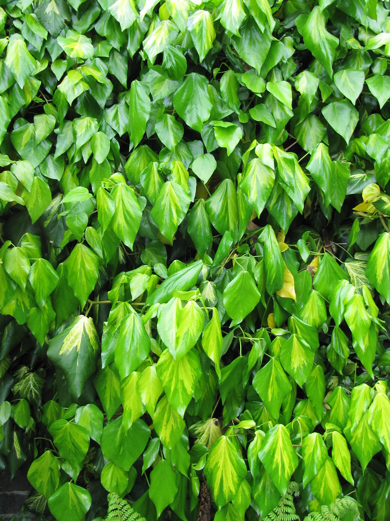 Hedera Sulphur Heart (Paddys Pride) - Image 4