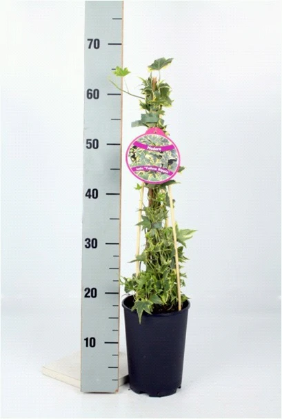 Hedera Yellow Ripple