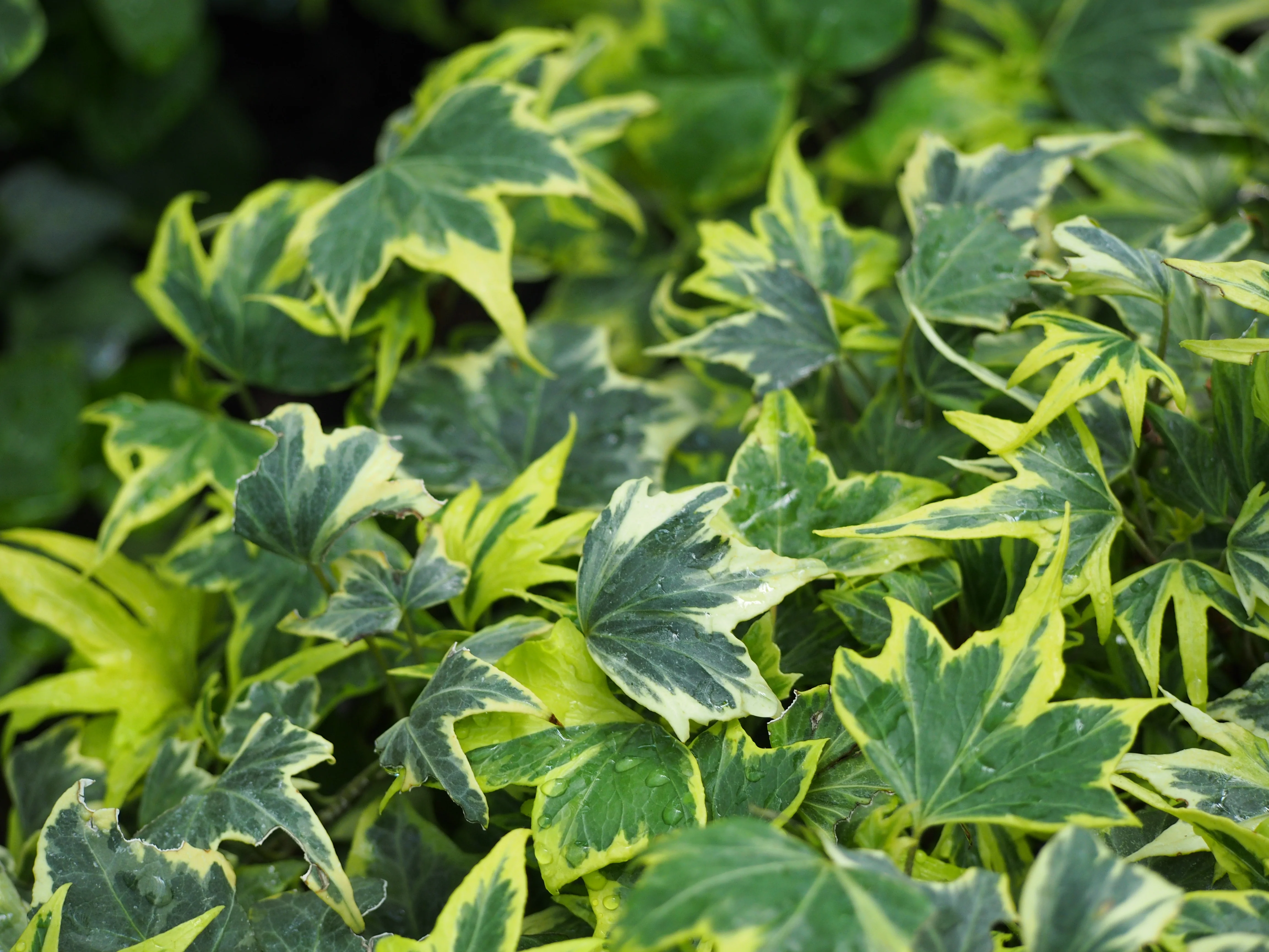Hedera Yellow Ripple - Image 2
