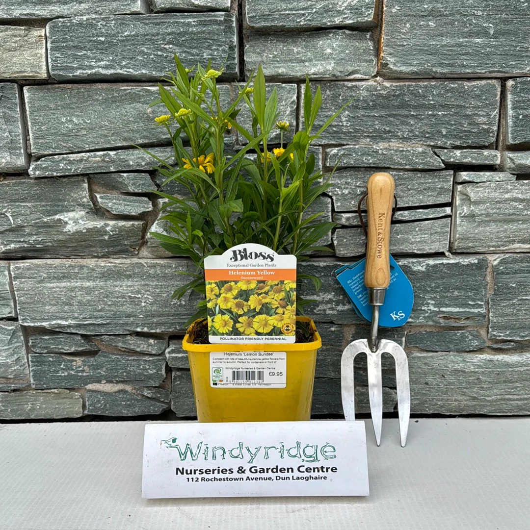 Helenium Lemon Sundae - Image 2