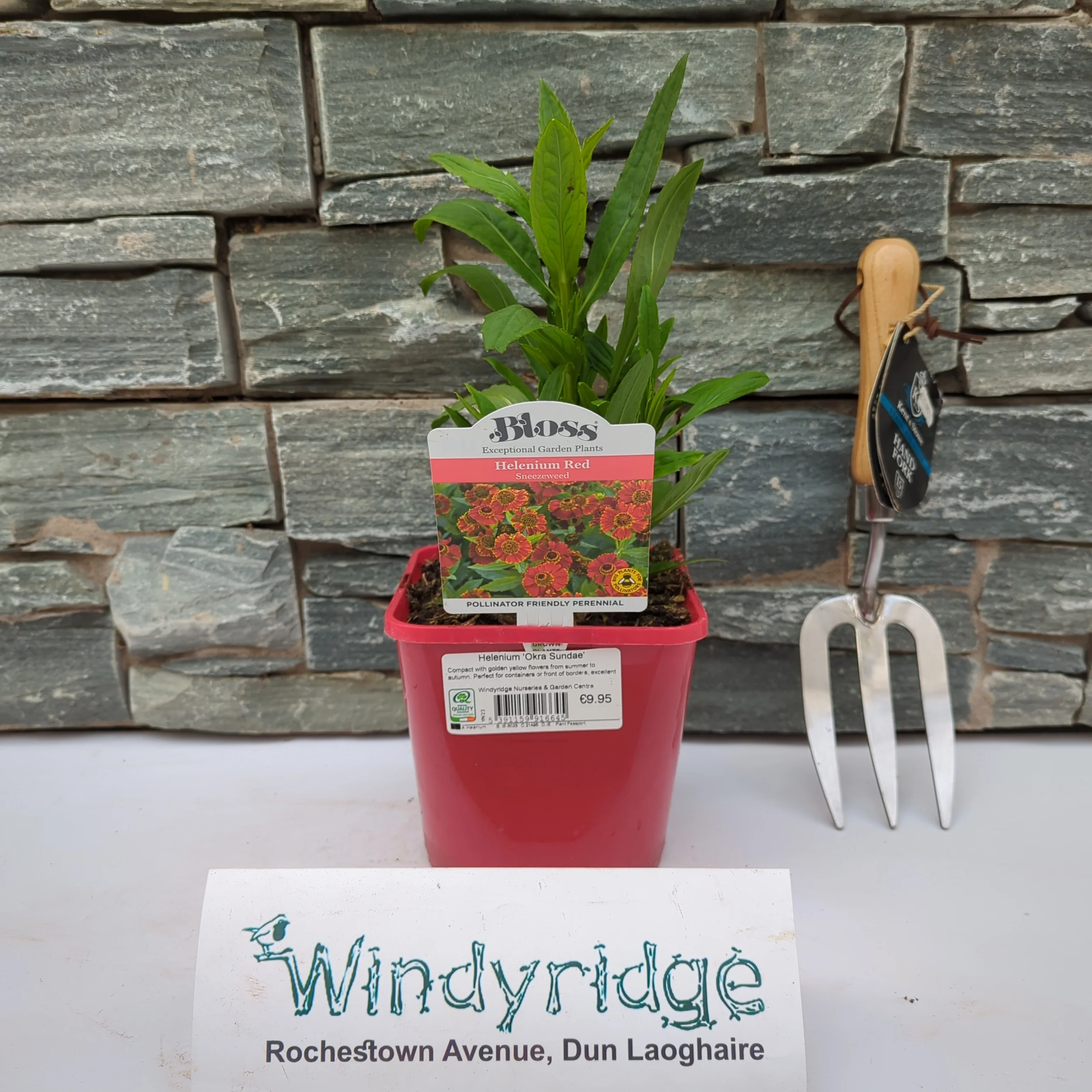 Helenium Okra Sundae - Image 2