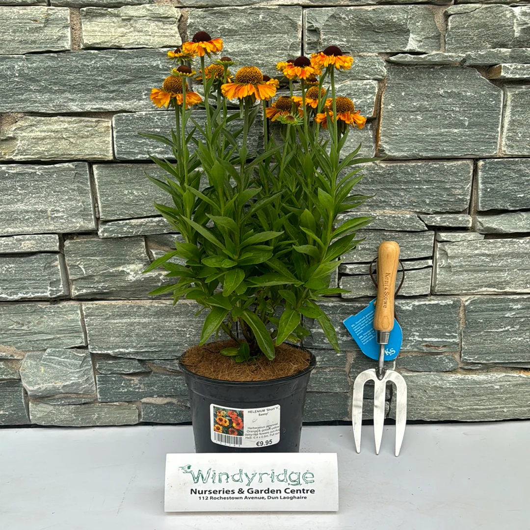 HELENIUM Short n Sassy - Image 2
