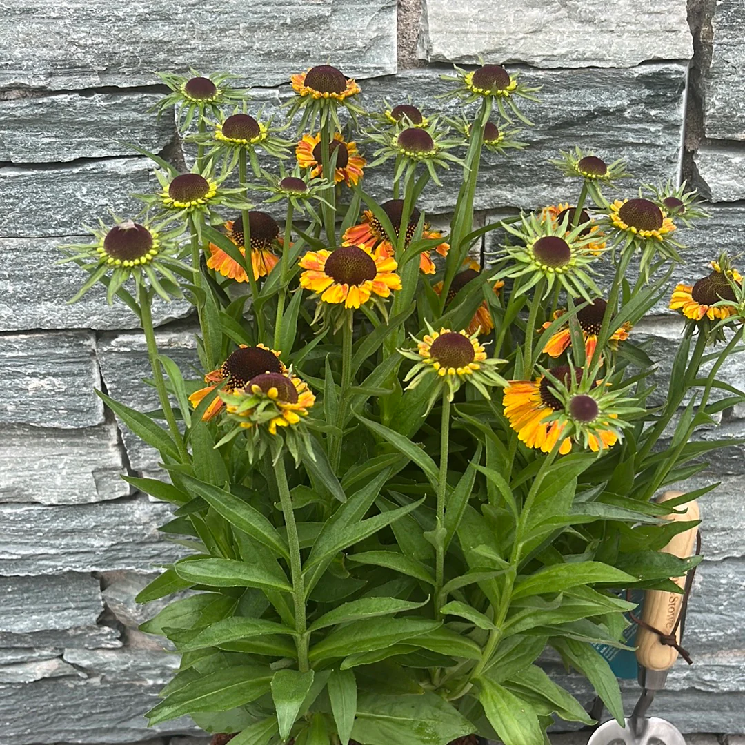 HELENIUM Short n Sassy - Image 3