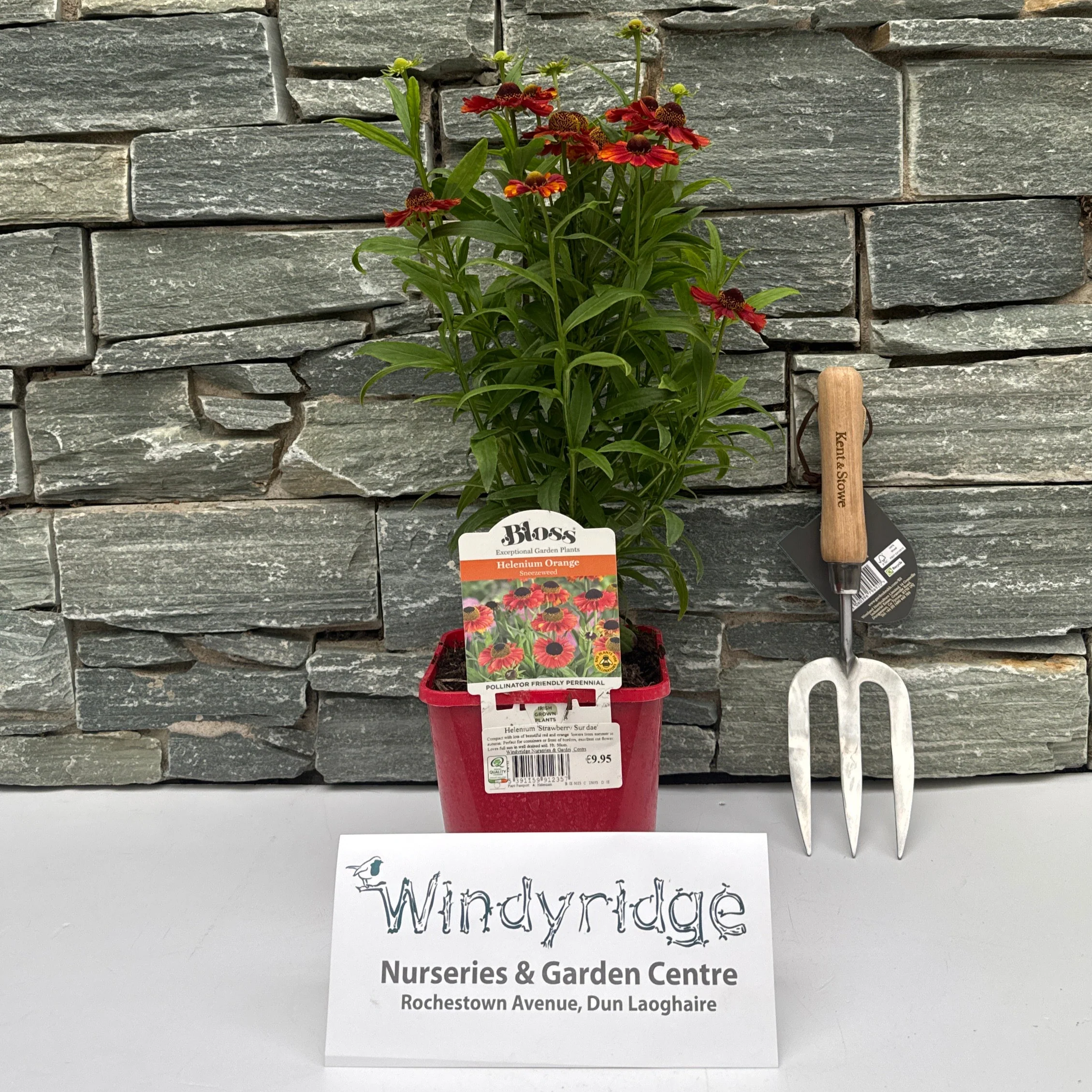 Helenium Strawberry Sundae - Image 2