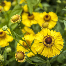 Helenium The Bishop