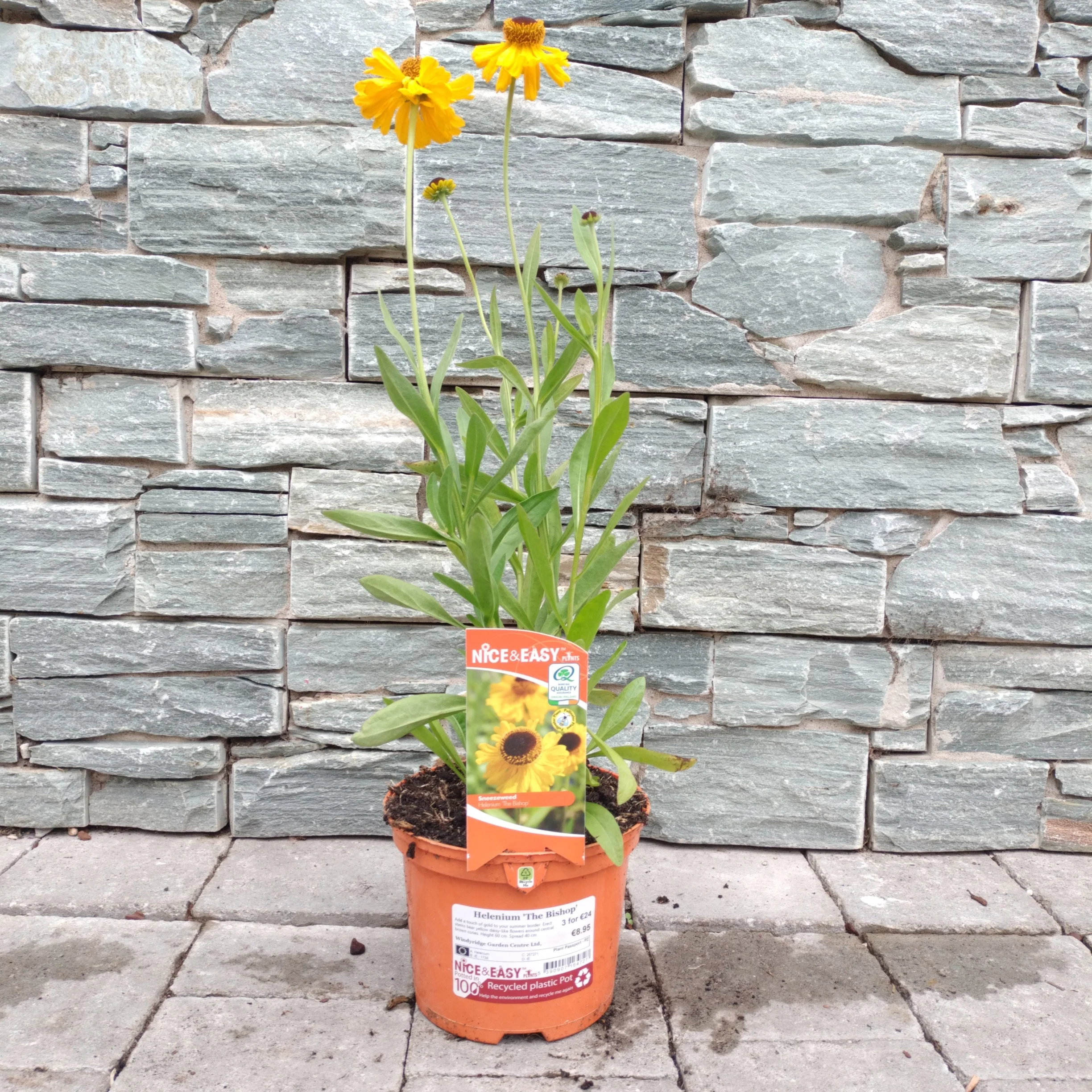 Helenium The Bishop - Image 2