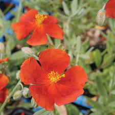 Helianthemum Fireball - Image 3