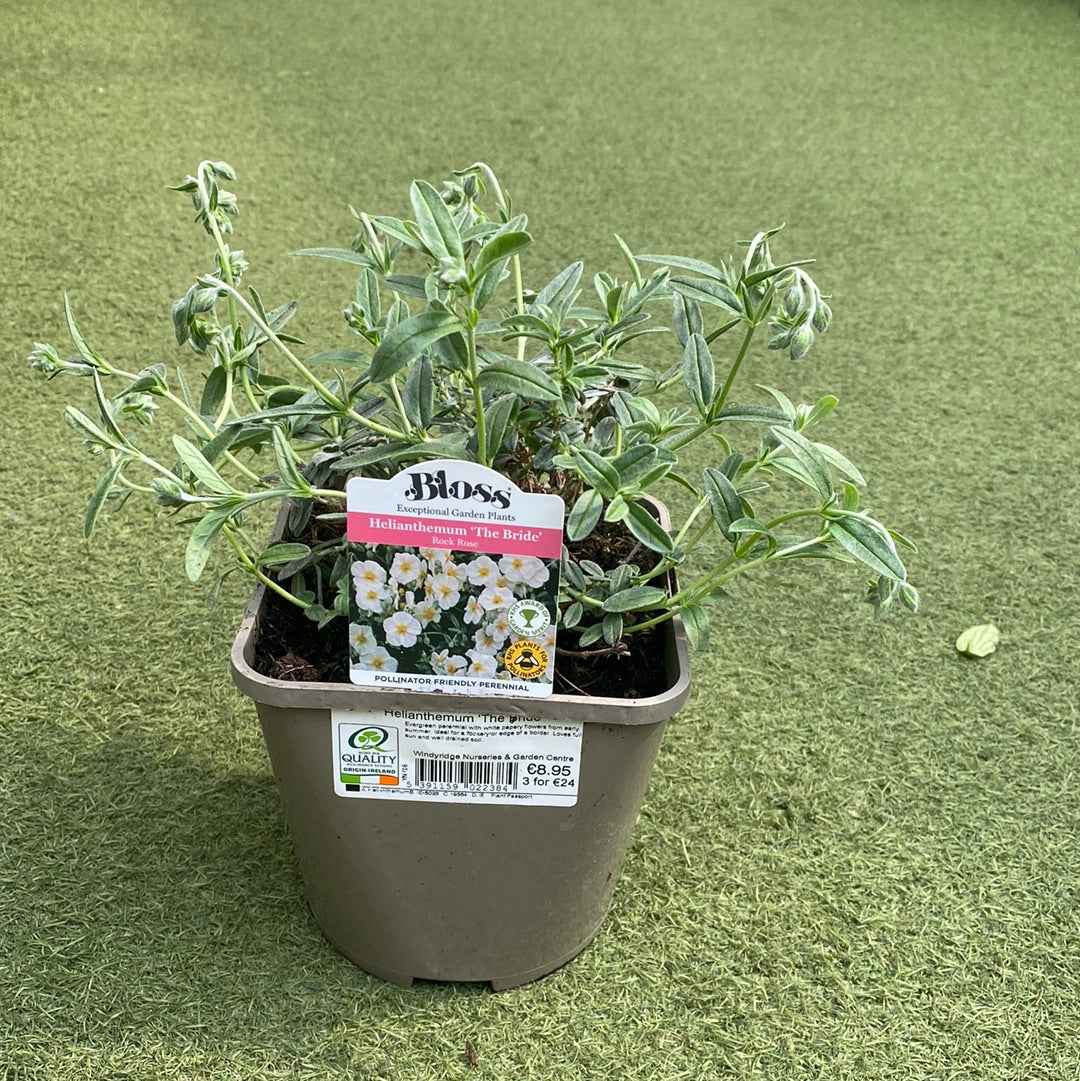 Helianthemum The Bride - Image 3