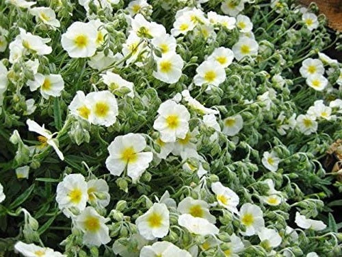 Helianthemum The Bride