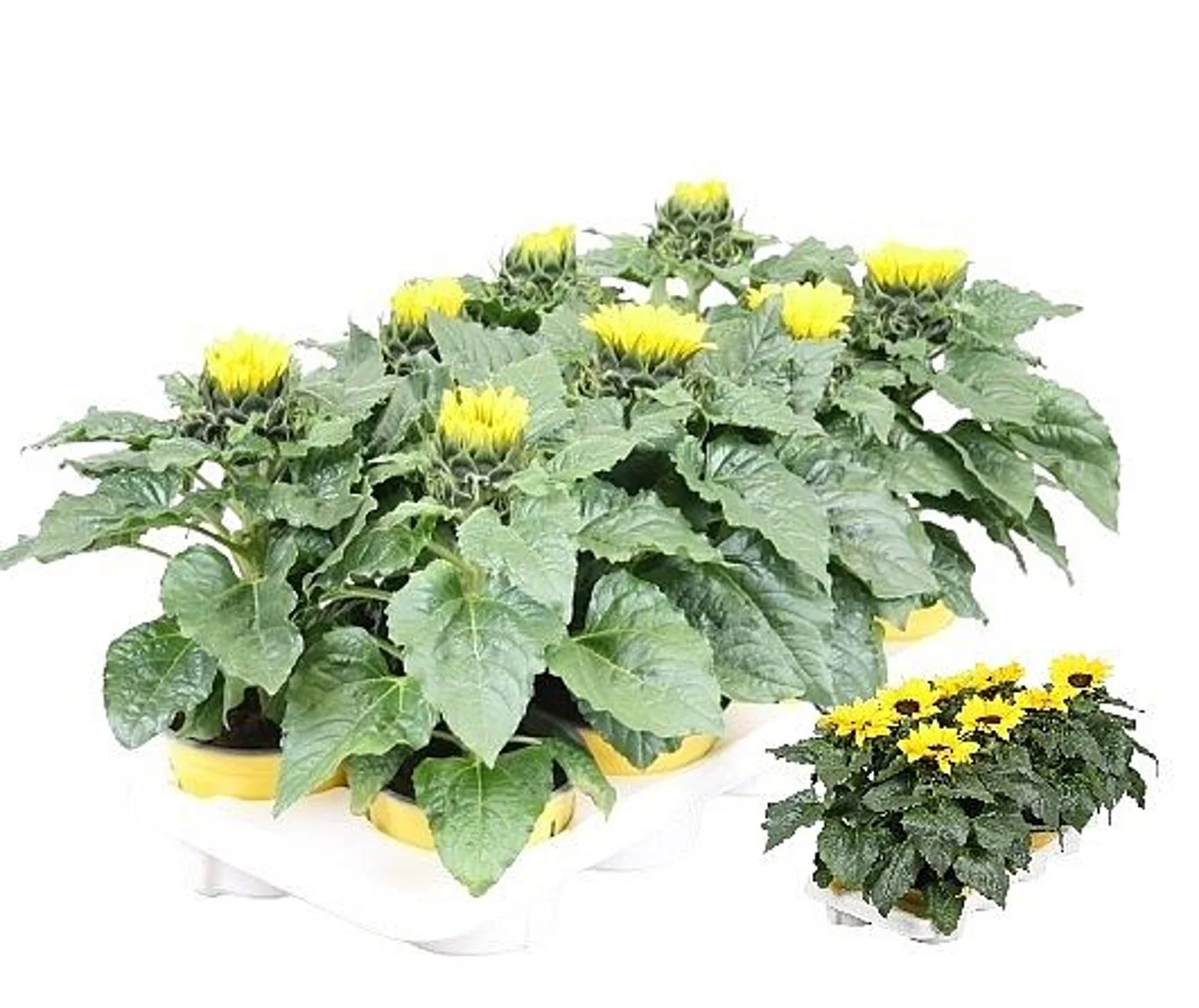 Helianthus 'Sunsation' P13 P