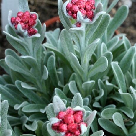 Helichrysum Red Jewel - Image 2