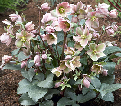 Helleborus Angel Glow