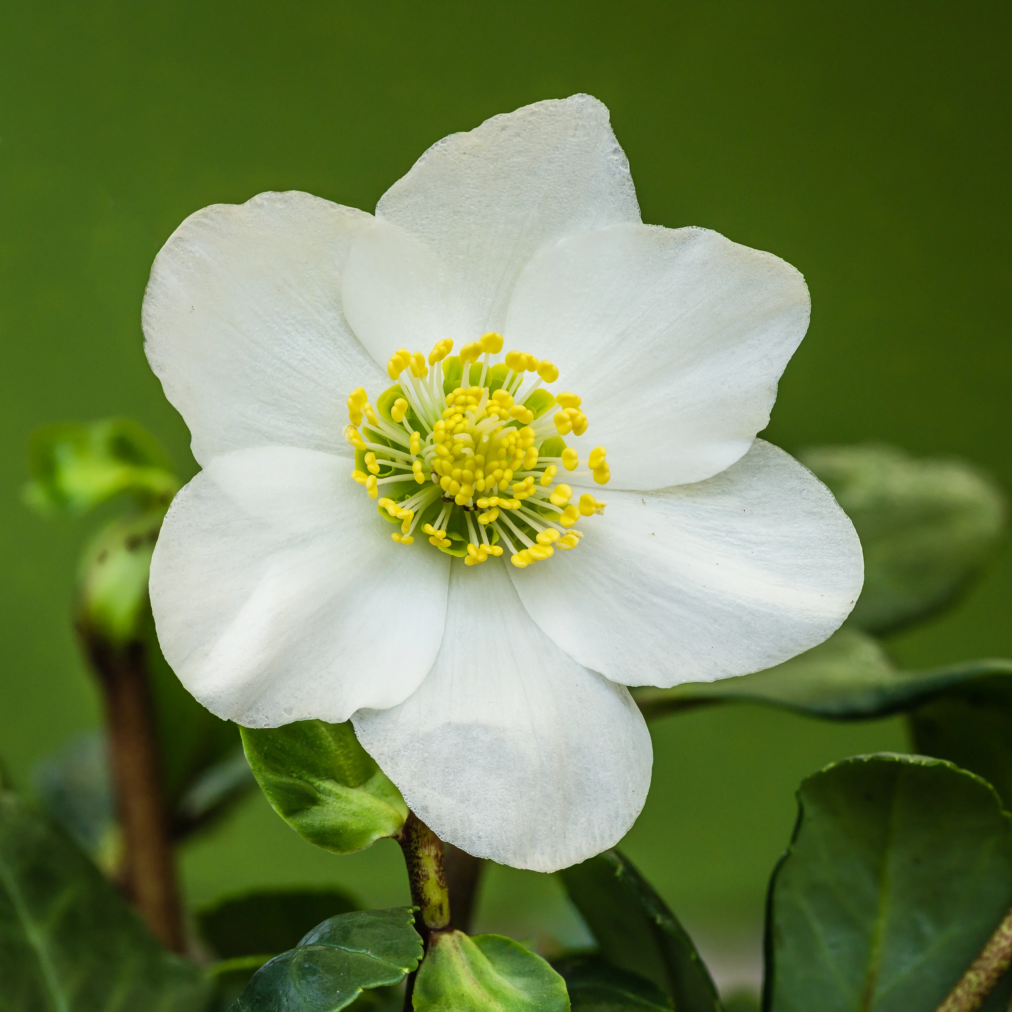 Helleborus  Christmas Carol
