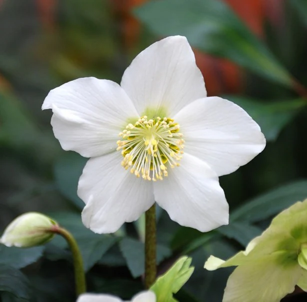 Helleborus Christmas Carol  P12  grade L - Image 2