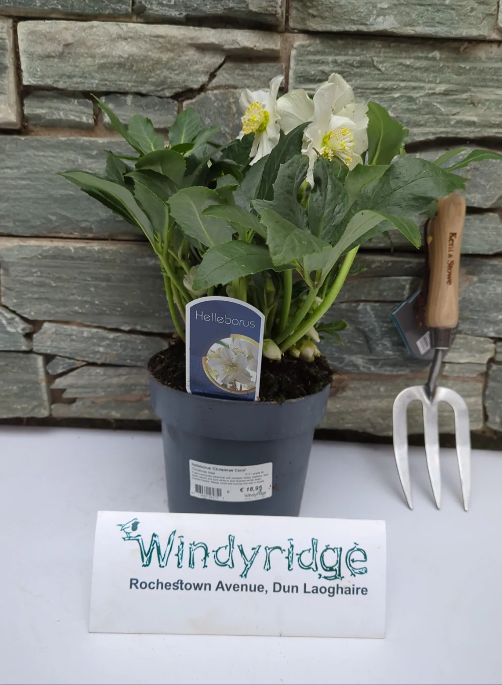 Helleborus Christmas Carol  P17  grade XL - Image 2