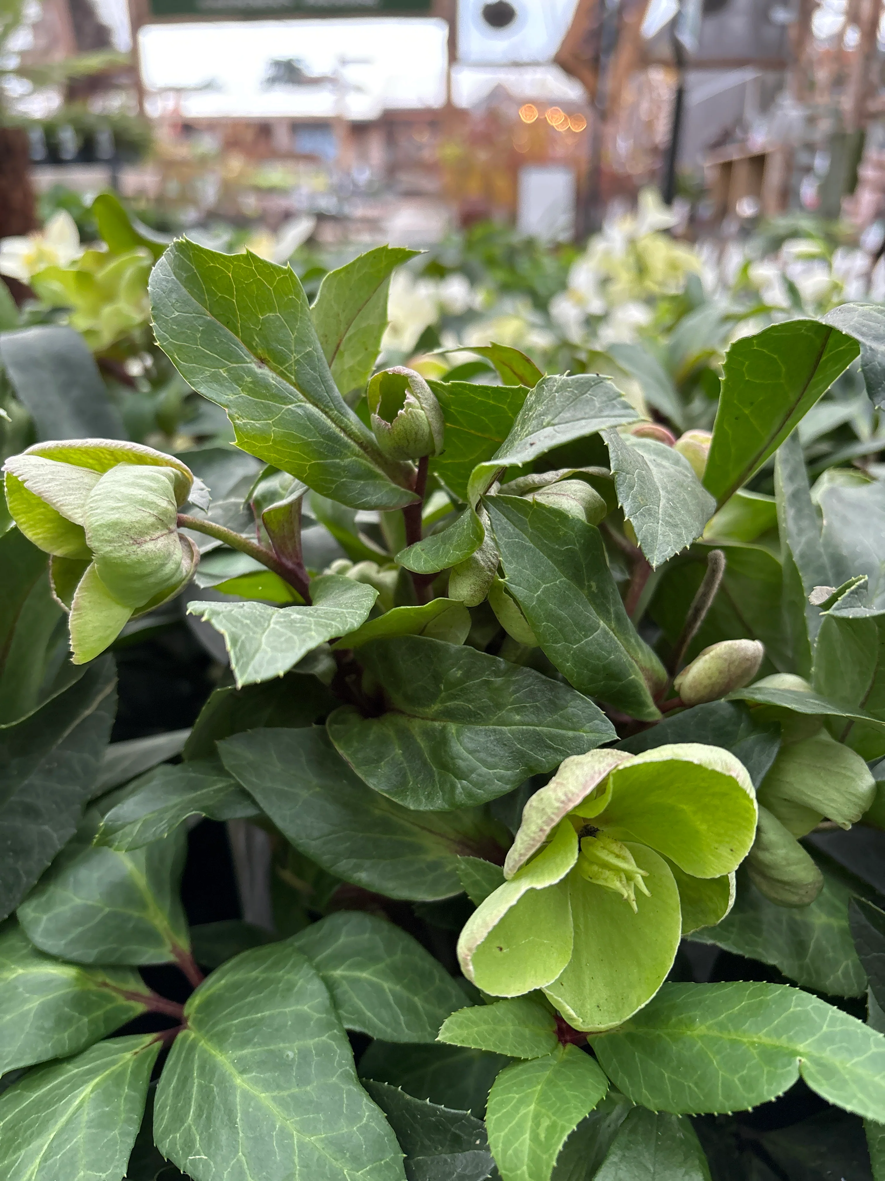 Helleborus Diamonfire  P17 - Image 5