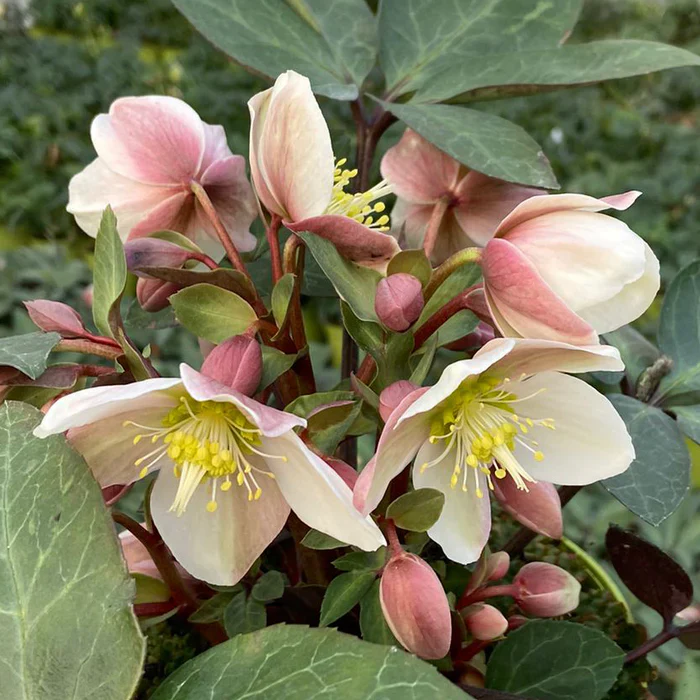 Helleborus erics. Valeria  P15