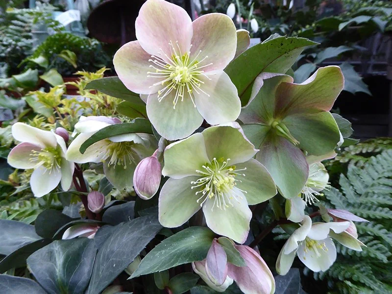 Helleborus erics. Valeria  P15 - Image 3