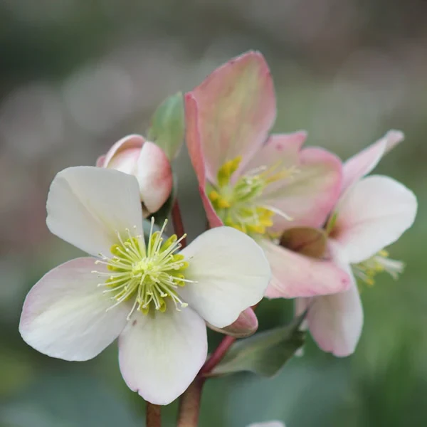 Helleborus erics. Valeria  P15 - Image 4