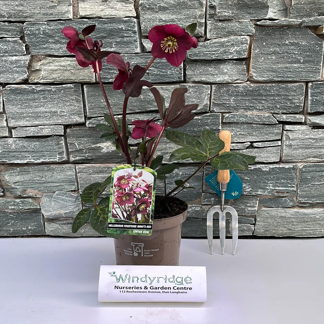 HELLEBORUS FROSTKISS ANNA S RED - Image 2