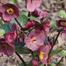 Helleborus Frostkiss Vibey Velvet - Image 3