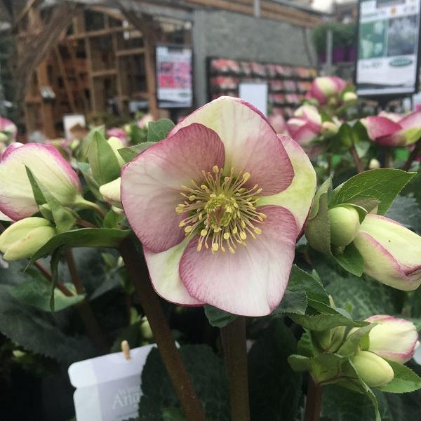 Helleborus Glendas Gloss  P15 - Image 2