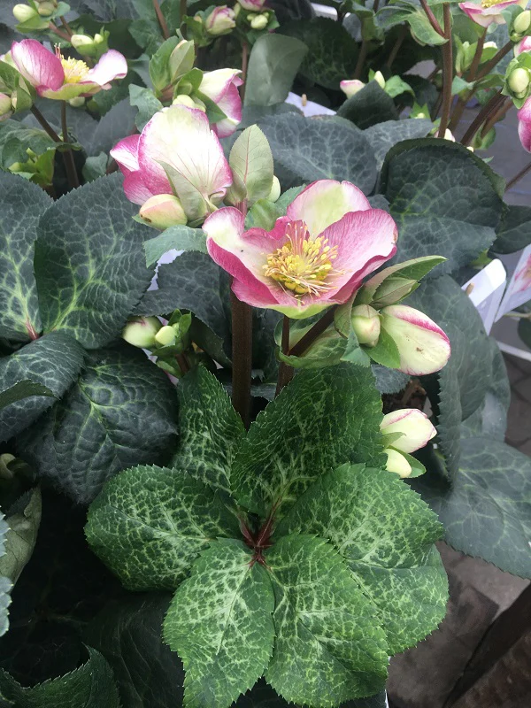 Helleborus Glendas Gloss  P15 - Image 3