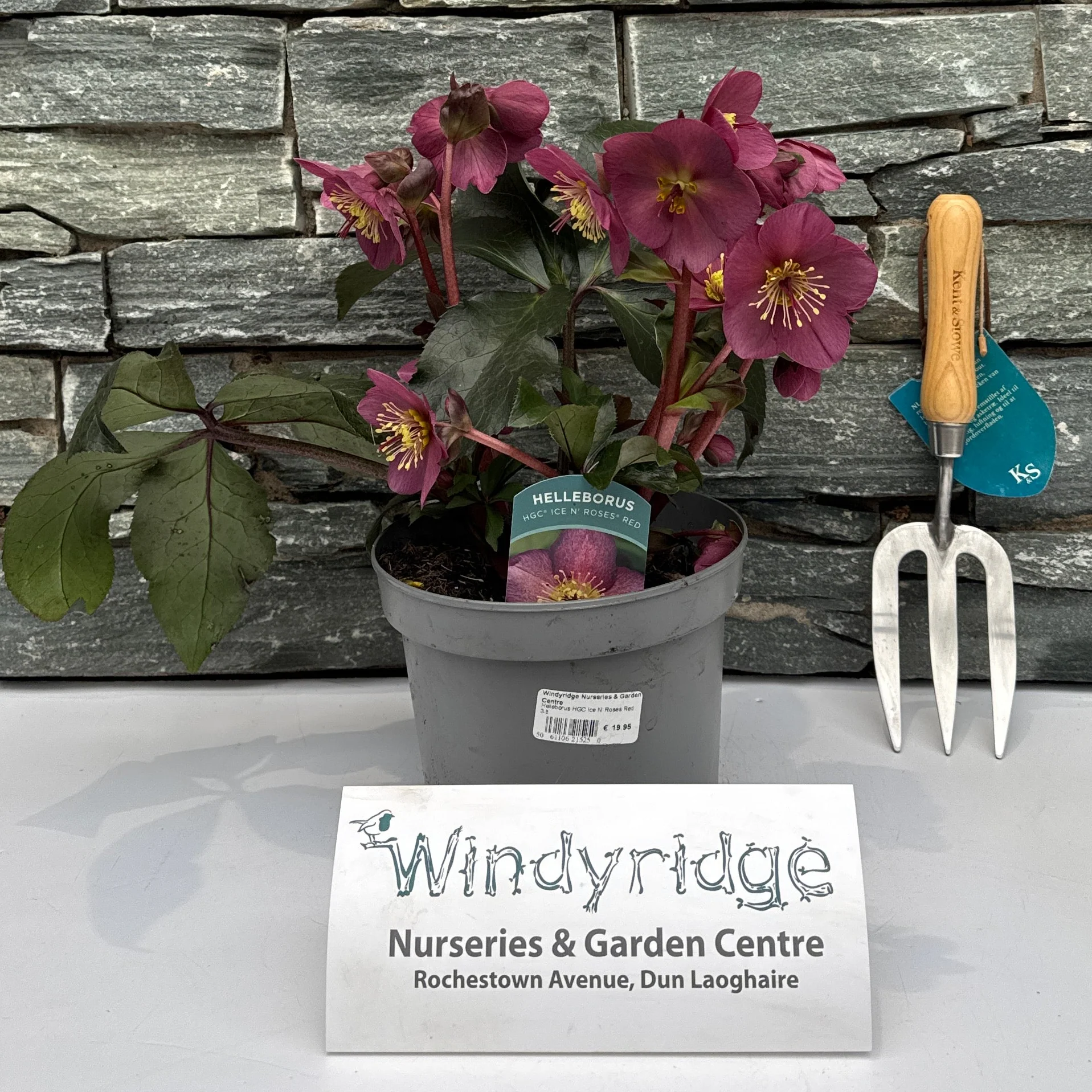 Helleborus HGC Ice N  Roses Red