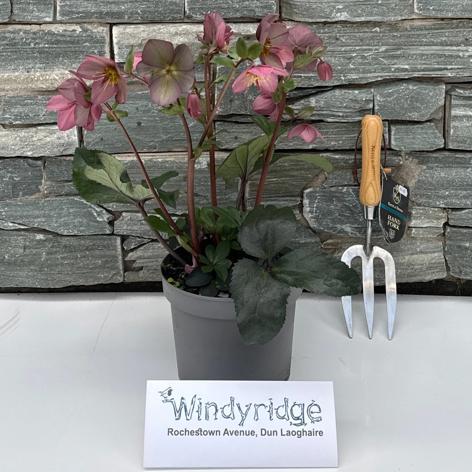 Helleborus HGC Ice N Roses Rose