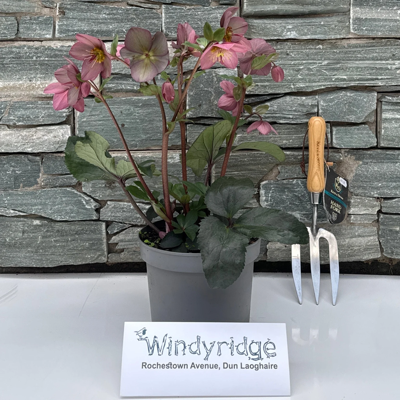 Helleborus HGC Ice N Roses Rose - Image 2
