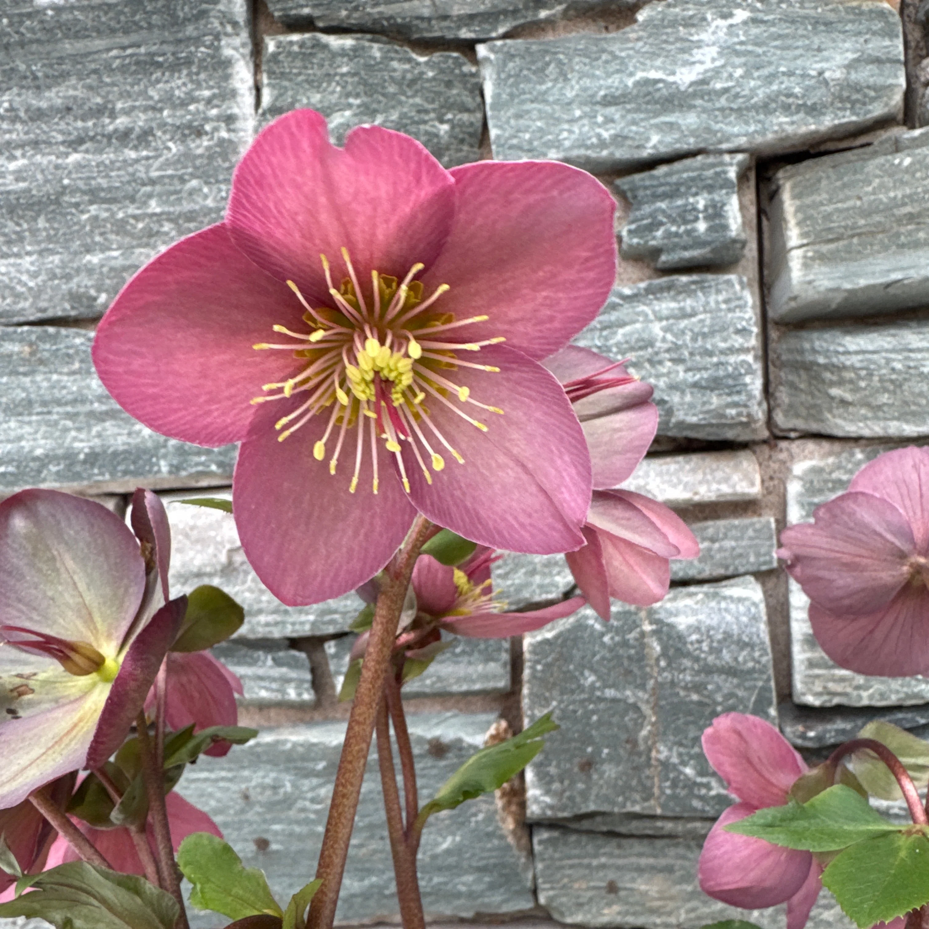 Helleborus HGC Ice N Roses Rose - Image 3