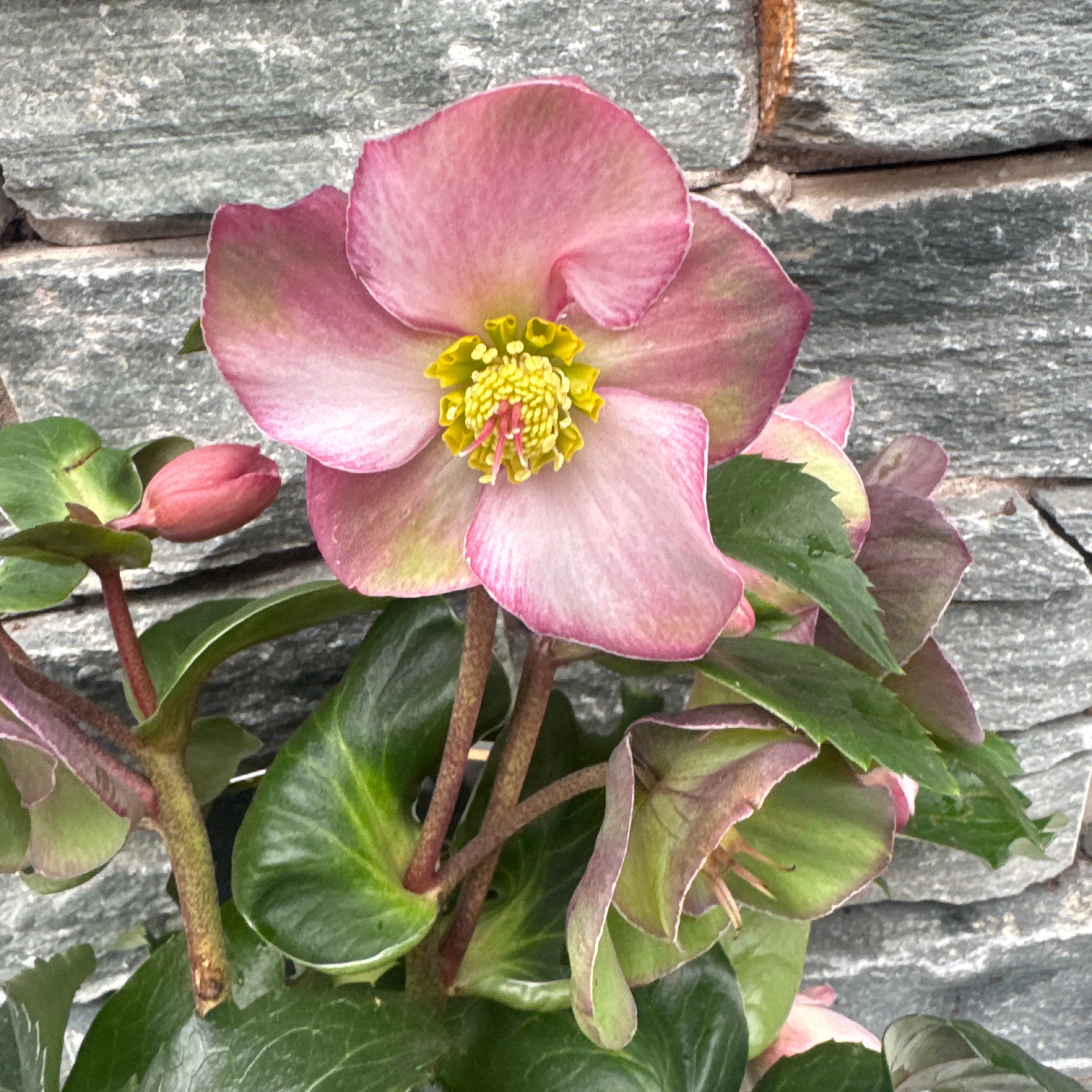 Helleborus HGC Ice NRoses early rose  P15