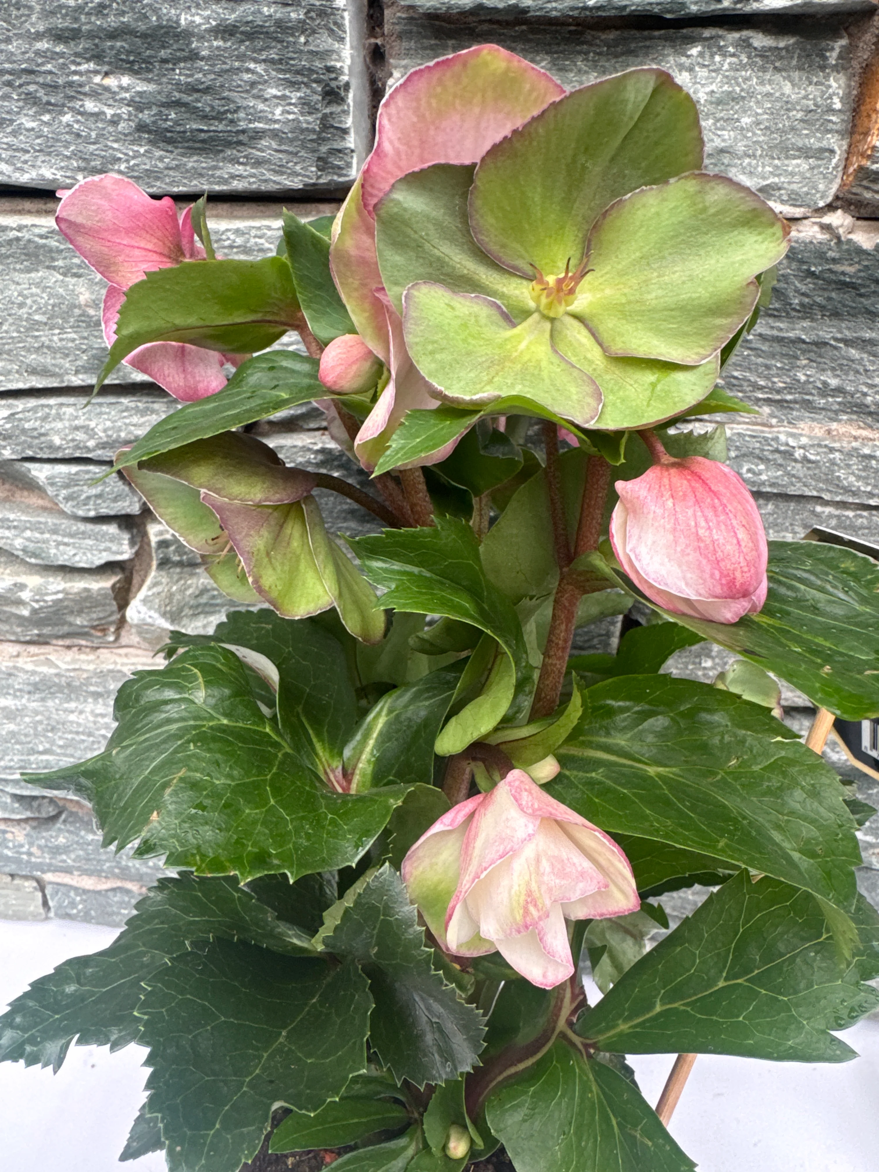 Helleborus HGC Ice NRoses early rose  P15 - Image 3