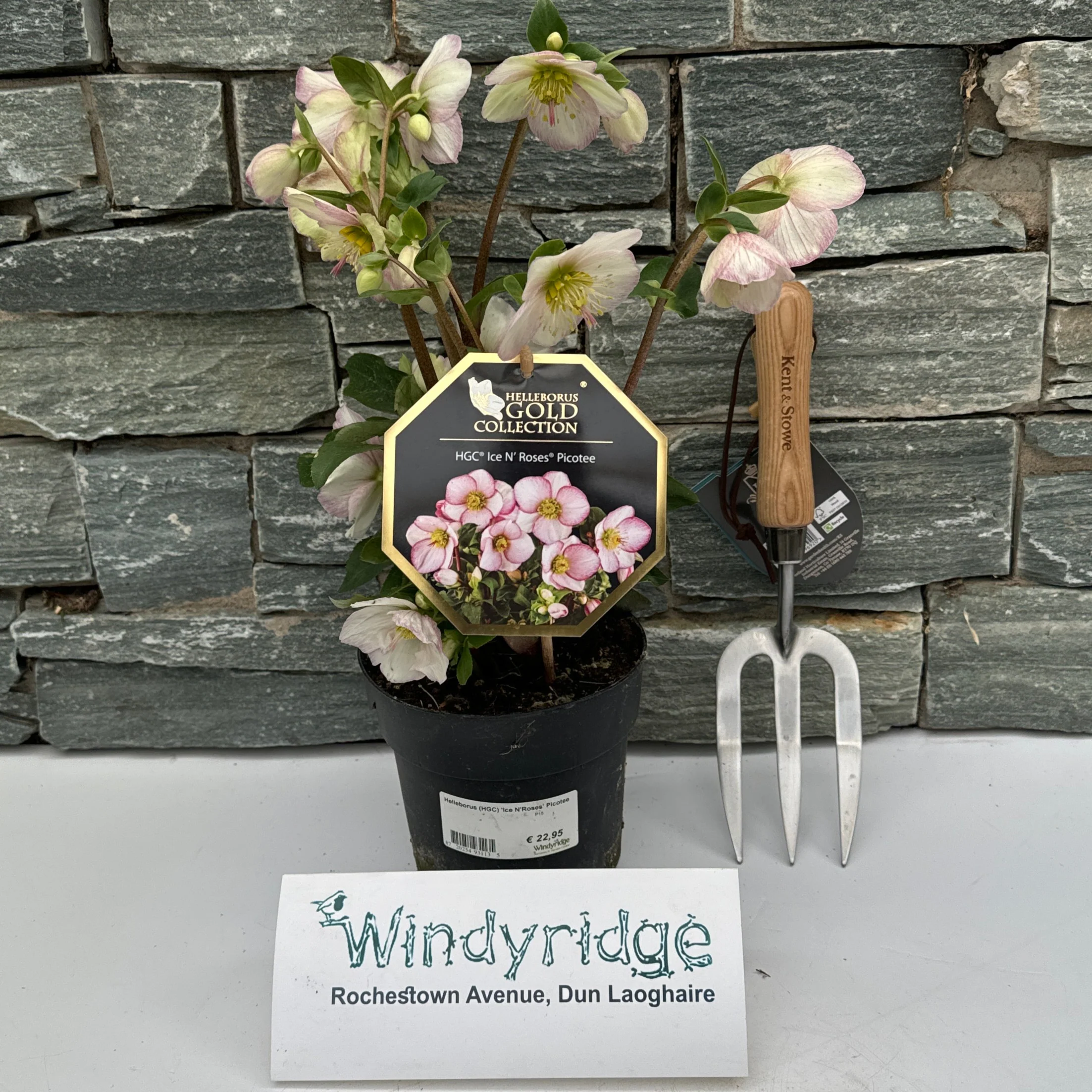 Helleborus (HGC) Ice NRoses Picotee  P15