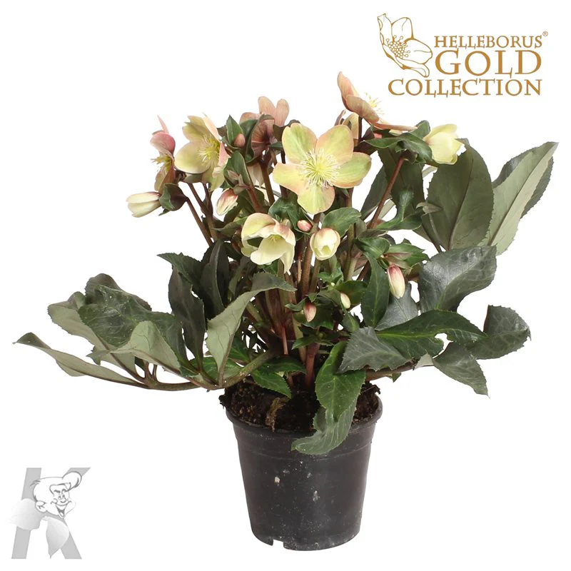 Helleborus (HGC) Mallory  P15 - Image 3