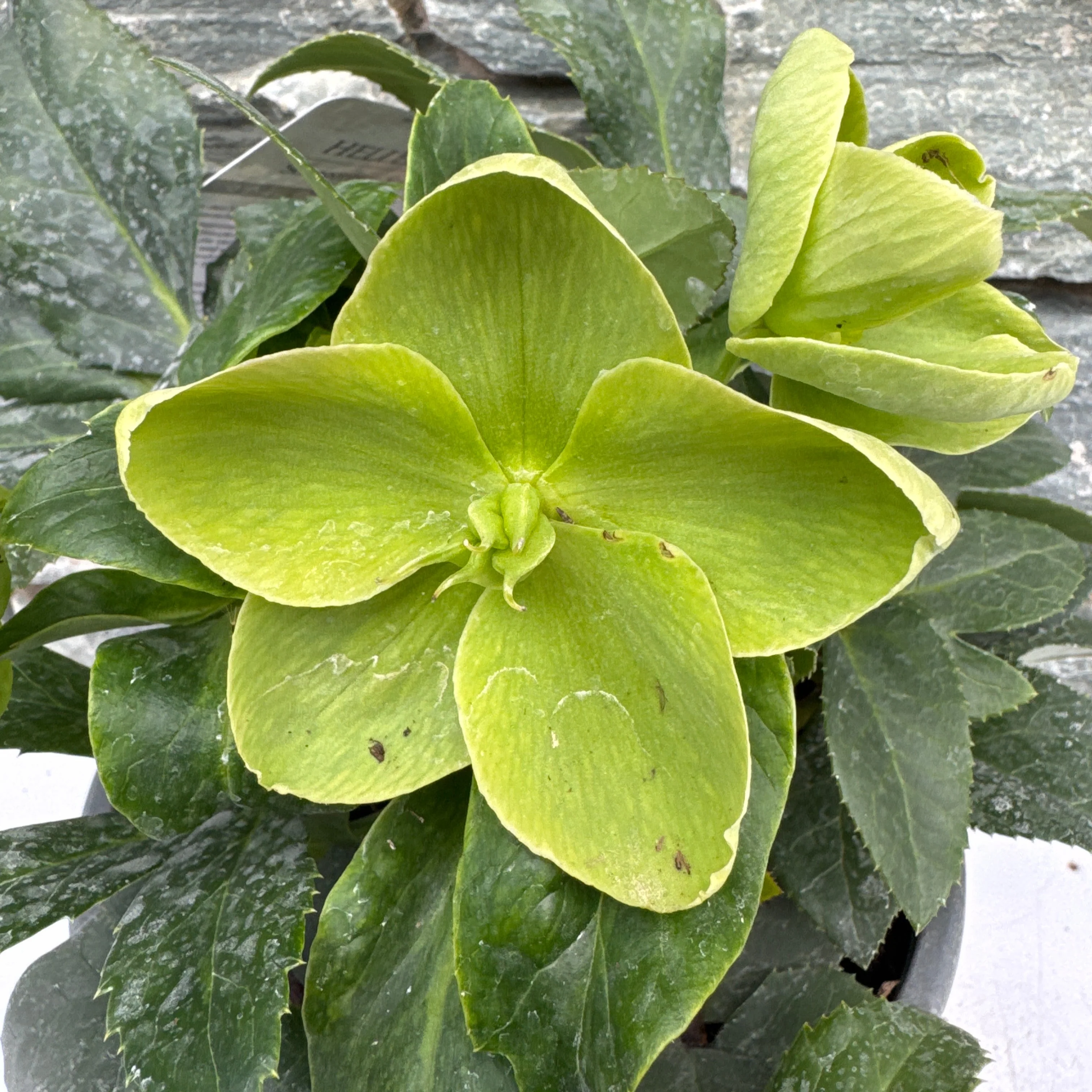 Helleborus Ice Breaker Max