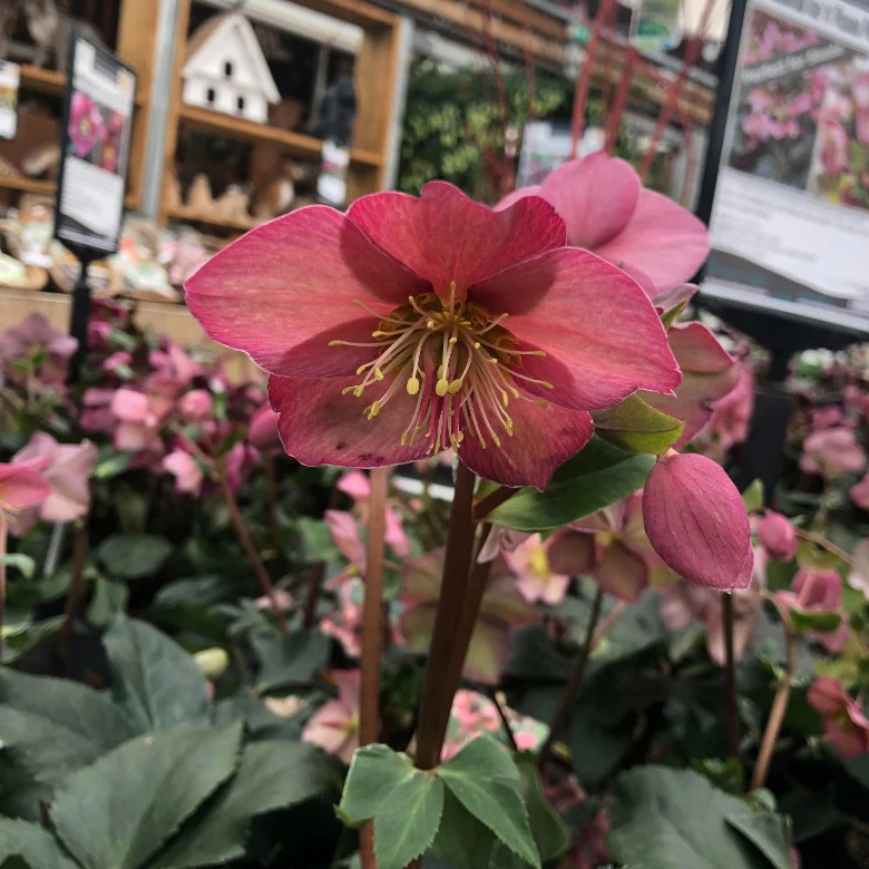Helleborus Ice N Roses Early Ros
