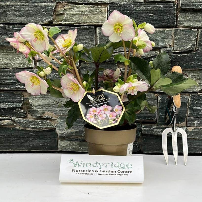 Helleborus Ice N Roses Picotee Helleborus HGC Ice N Rosés Picotee P15 gold - Image 2