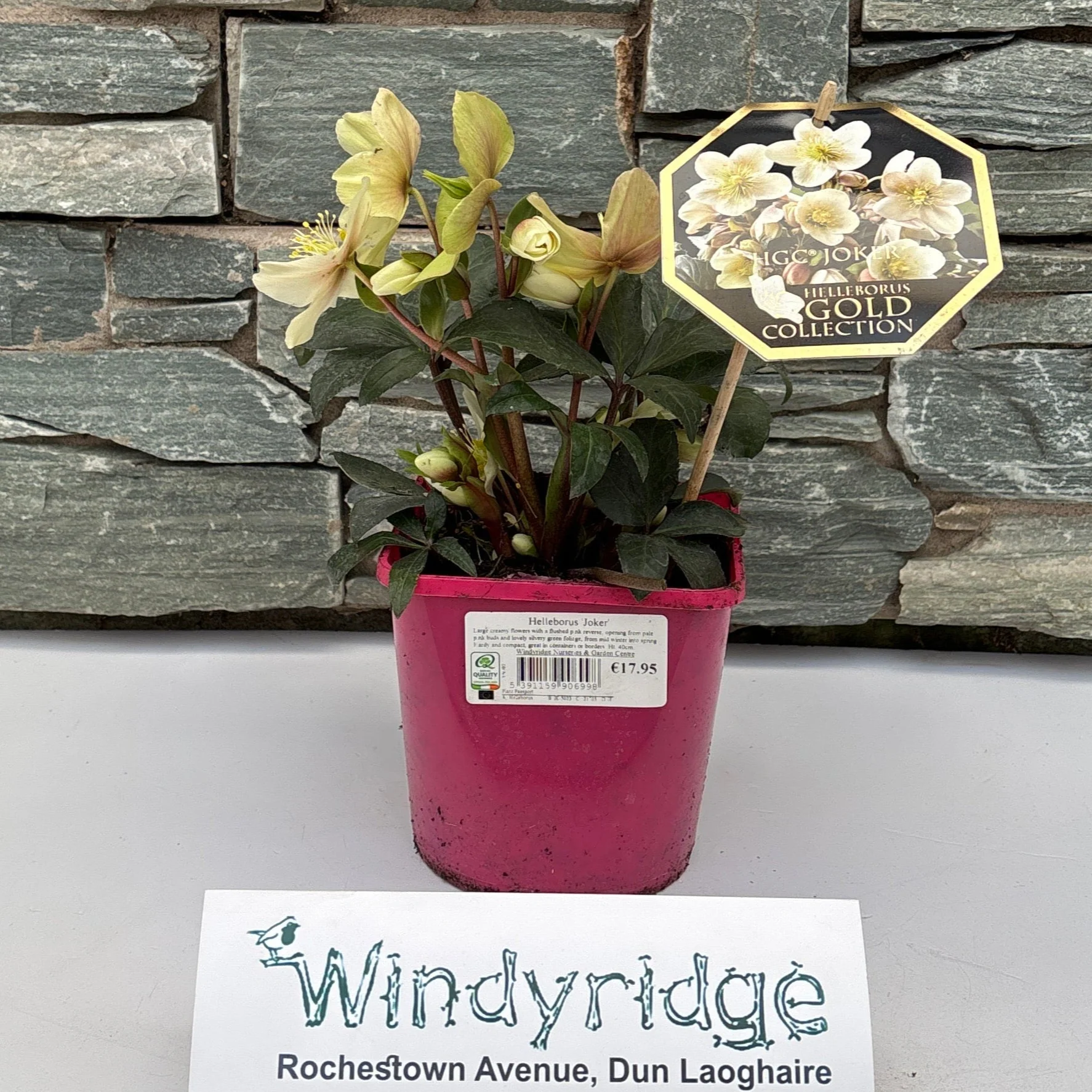 Helleborus Joker - Image 2