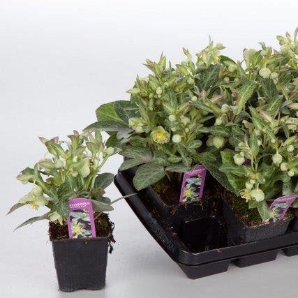 Helleborus liv. Purple Ear P9