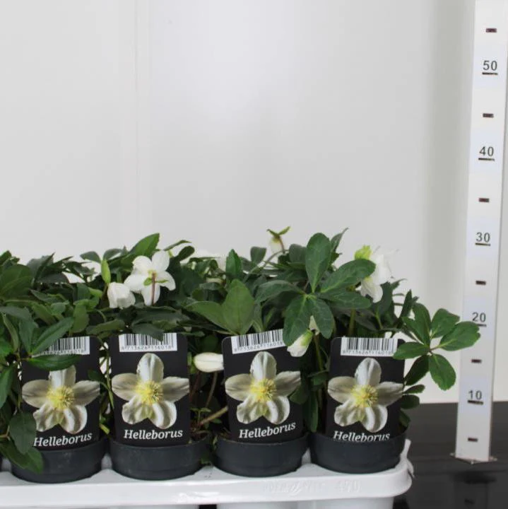 Helleborus lividus - Image 2