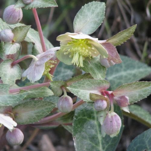 Helleborus lividus - Image 3