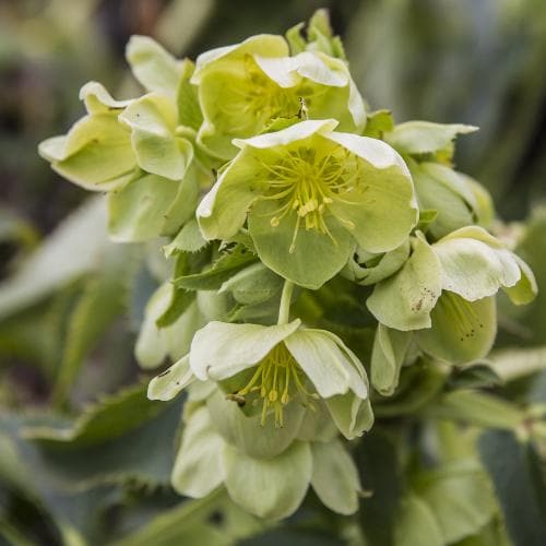 Helleborus lividus - Image 4