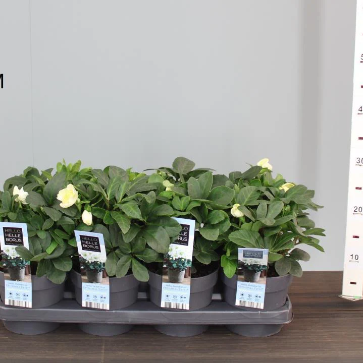 Helleborus n. Christmas Carol - Image 3
