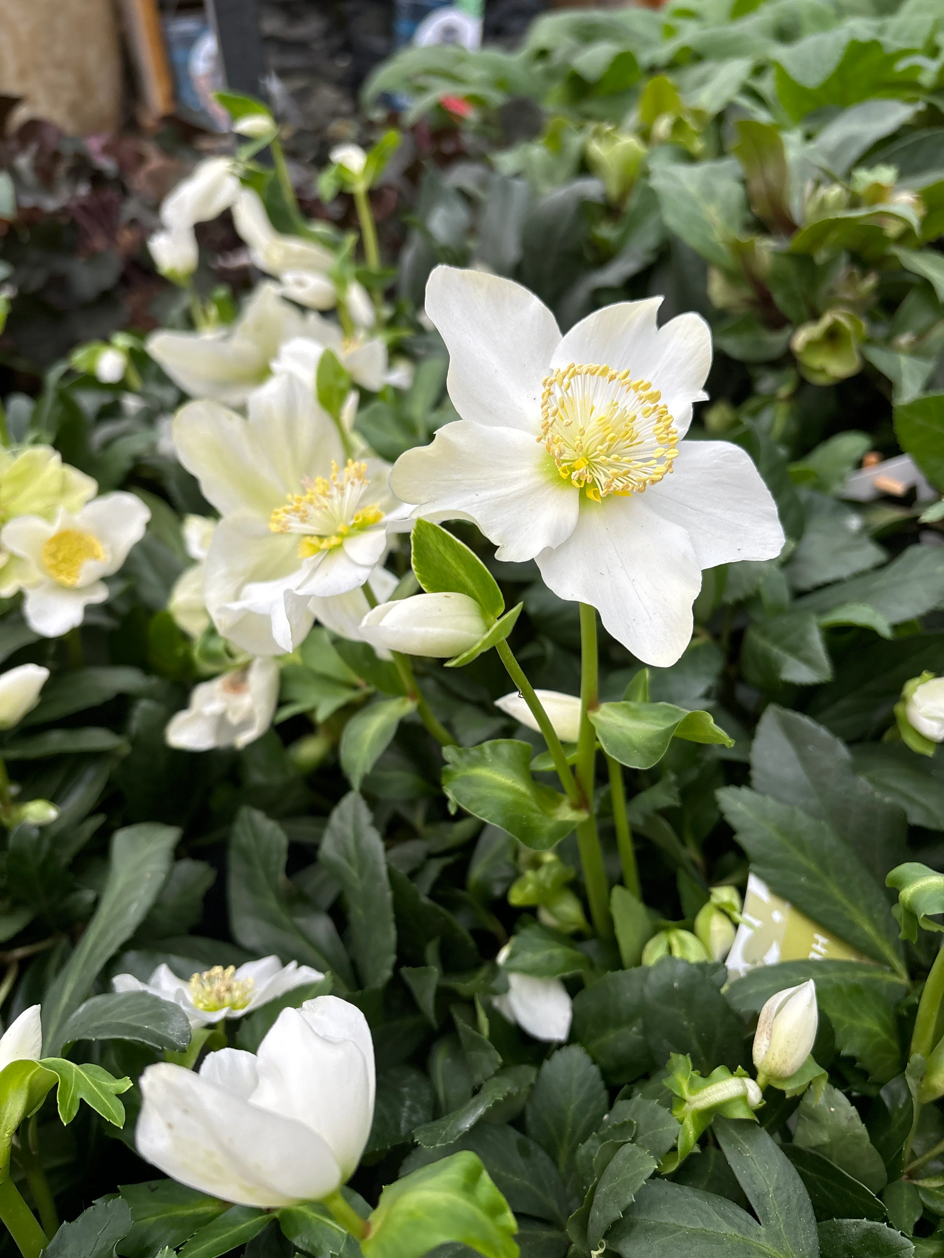 Helleborus niger Advent Star Early  C2, grade XXL - Image 3